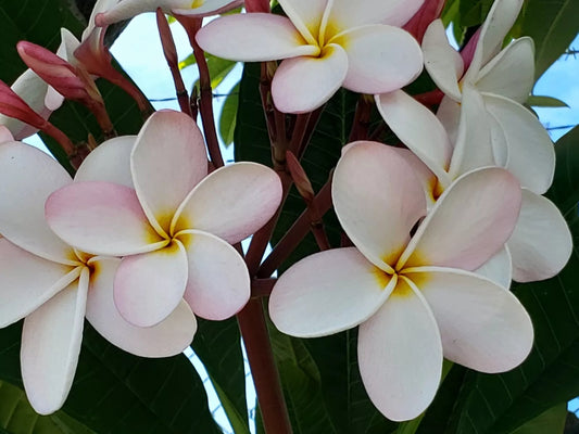 Green River 5 Pale Pink White Plumeria Seeds - Flower Seed Pack, Premium Tropical Blooms, Fragrant Perennial Plants for Garden Charm, Ideal for Leis and Containers