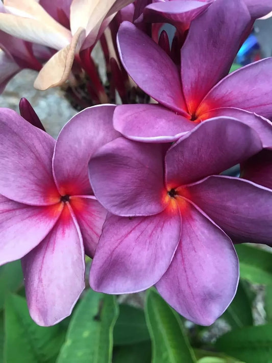 Green River 5 Purple Pink Plumeria Seeds - Flower Seed Pack, Premium Tropical Blooms, Fragrant Perennial Plants for Garden Charm, Ideal for Leis and Containers