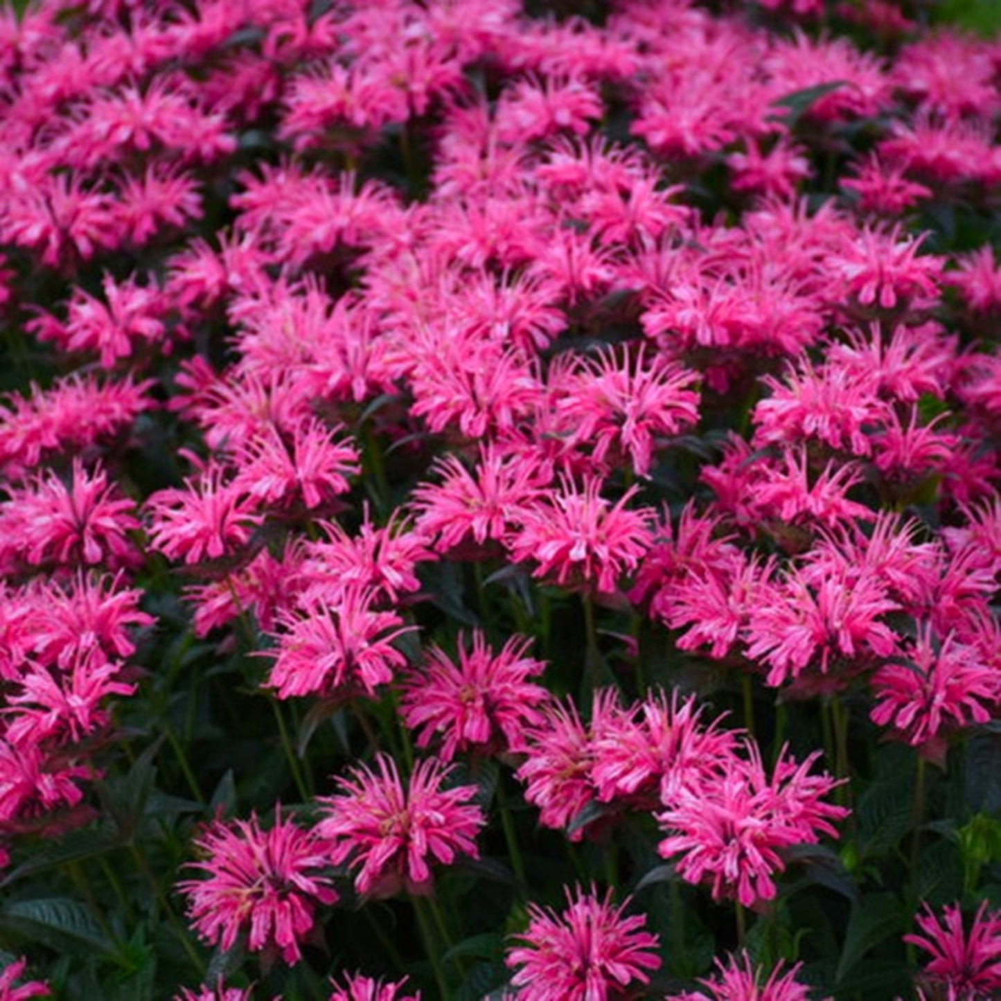 Green River 100 Berry Pink Bee Balm Seeds Premium Perennial Flower Seeds for Pollinator Gardens & Cut Flowers Drought-Tolerant Deer Resistant Fragrant Purple Blooms Ideal for Outdoor Gardening Containers & Wildlife Habitats