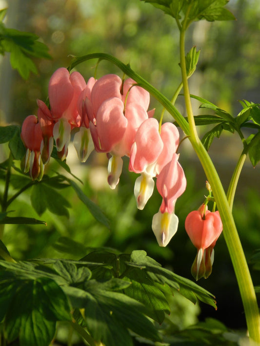 Green River 25 Peach Bleeding Heart Seeds Premium Flower Seeds for Shade Gardens & Containers Climbing Perennial Heart Seed Flowers Butterfly Friendly Low Maintenance