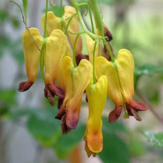 Green River 25 Golden Tears Bleeding Heart Seeds Premium Flower Seeds for Shade Gardens & Containers Climbing Perennial Heart Seed Flowers Butterfly Friendly Low Maintenance