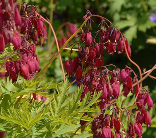 Green River 25 Burnt Red Bleeding Heart Seeds Premium Flower Seeds for Shade Gardens & Containers Climbing Perennial Heart Seed Flowers Butterfly Friendly Low Maintenance