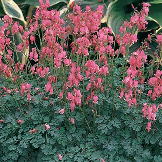 Green River 25 Light Pink Bleeding Heart Seeds Premium Flower Seeds for Shade Gardens & Containers Climbing Perennial Heart Seed Flowers Butterfly Friendly Low Maintenance
