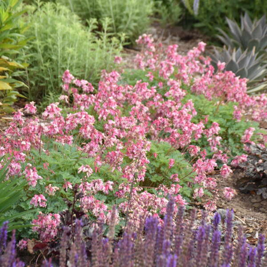 Green River 25 Blush Diamonds Bleeding Heart Seeds Premium Flower Seeds for Shade Gardens & Containers Climbing Perennial Heart Seed Flowers Butterfly Friendly Low Maintenance