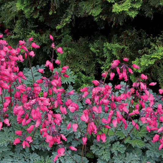 Green River 25 Amore Rose Bleeding Heart Seeds Premium Flower Seeds for Shade Gardens & Containers Climbing Perennial Heart Seed Flowers Butterfly Friendly Low Maintenance