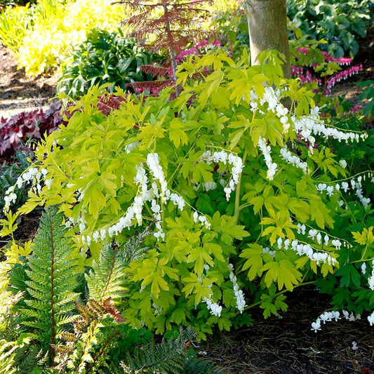 Green River 25 White Gold Bleeding Heart Seeds Premium Flower Seeds for Shade Gardens & Containers Climbing Perennial Heart Seed Flowers Butterfly Friendly Low Maintenance