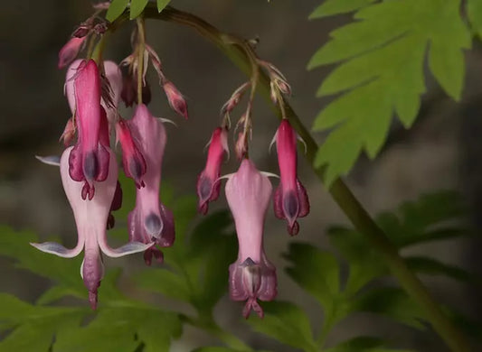 Green River 25 Pink Punch Bleeding Heart Seeds Premium Flower Seeds for Shade Gardens & Containers Climbing Perennial Heart Seed Flowers Butterfly Friendly Low Maintenance