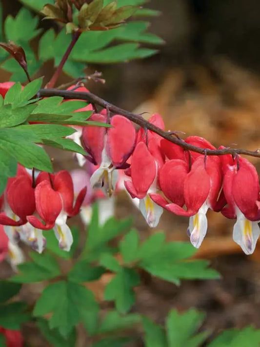Green River 25 Valentine Bleeding Heart Seeds Premium Flower Seeds for Shade Gardens & Containers Climbing Perennial Heart Seed Flowers Butterfly Friendly Low Maintenance