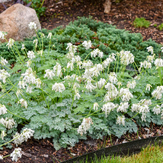 Green River 25 White Diamonds Bleeding Heart Seeds Premium Flower Seeds for Shade Gardens & Containers Climbing Perennial Heart Seed Flowers Butterfly Friendly Low Maintenance