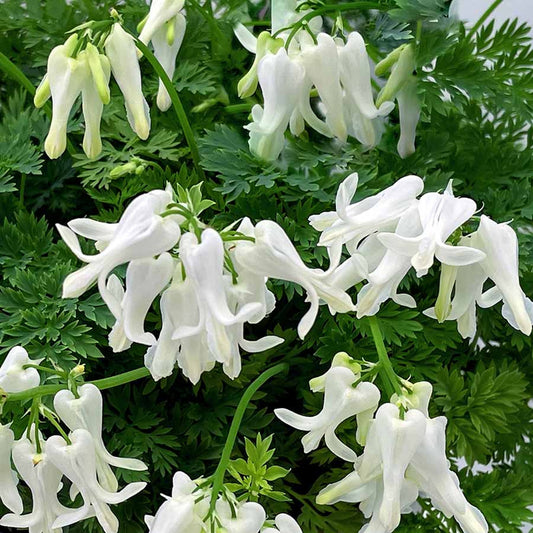 Green River 25 Titanium Bleeding Heart Seeds Premium Flower Seeds for Shade Gardens & Containers Climbing Perennial Heart Seed Flowers Butterfly Friendly Low Maintenance