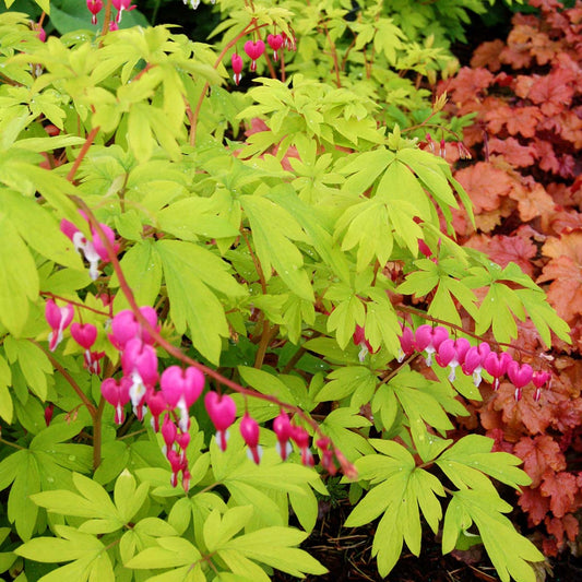 Green River 25 Golden Heart Bleeding Heart Seeds Premium Flower Seeds for Shade Gardens & Containers Climbing Perennial Heart Seed Flowers Butterfly Friendly Low Maintenance