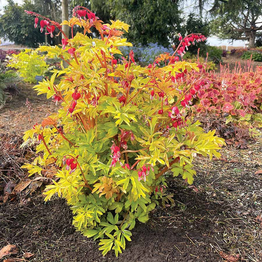 Green River 25 Ruby Gold Bleeding Heart Seeds Premium Flower Seeds for Shade Gardens & Containers Climbing Perennial Heart Seed Flowers Butterfly Friendly Low Maintenance