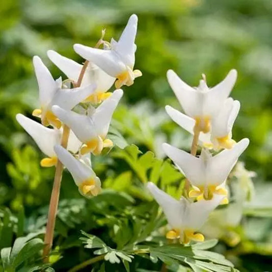 Green River 25 Dutchman's Bleeding Heart Seeds Premium Flower Seeds for Shade Gardens & Containers Climbing Perennial Heart Seed Flowers Butterfly Friendly Low Maintenance