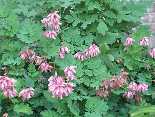 Green River 25 Fern leaf Bleeding Heart Seeds Premium Flower Seeds for Shade Gardens & Containers Climbing Perennial Heart Seed Flowers Butterfly Friendly Low Maintenance