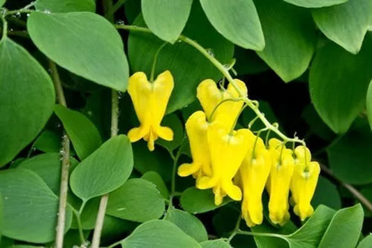 Green River 25 Golden Tears Bleeding Heart Seeds Premium Flower Seeds for Shade Gardens & Containers Climbing Perennial Heart Seed Flowers Butterfly Friendly Low Maintenance