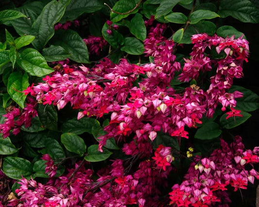 Green River 25 Java Red Bleeding Heart Seeds Premium Flower Seeds for Shade Gardens & Containers Climbing Perennial Heart Seed Flowers Butterfly Friendly Low Maintenance
