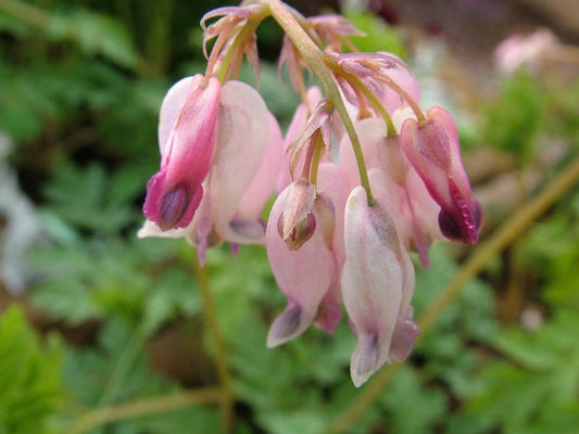 Green River 25 Baby Pink Bleeding Heart Seeds Premium Flower Seeds for Shade Gardens & Containers Climbing Perennial Heart Seed Flowers Butterfly Friendly Low Maintenance