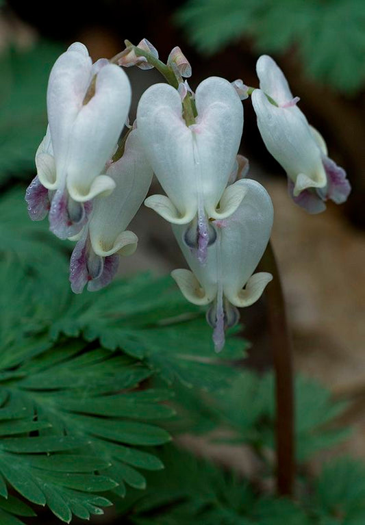 Green River 25 White Purple Bleeding Heart Seeds Premium Flower Seeds for Shade Gardens & Containers Climbing Perennial Heart Seed Flowers Butterfly Friendly Low Maintenance