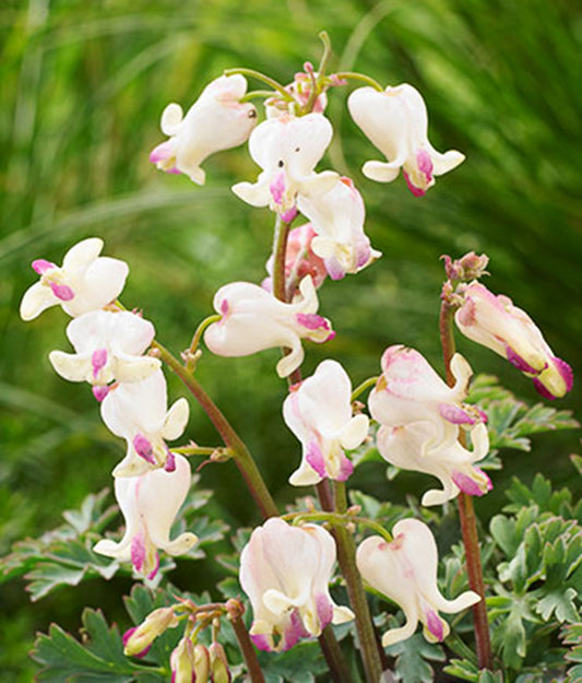 Green River 25 Love hearts Bleeding Heart Seeds Premium Flower Seeds for Shade Gardens & Containers Climbing Perennial Heart Seed Flowers Butterfly Friendly Low Maintenance