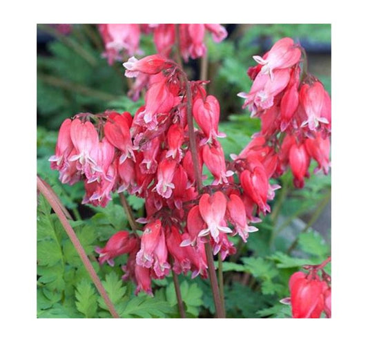 Green River 25 Luxuriant Bleeding Heart Seeds Premium Flower Seeds for Shade Gardens & Containers Climbing Perennial Heart Seed Flowers Butterfly Friendly Low Maintenance