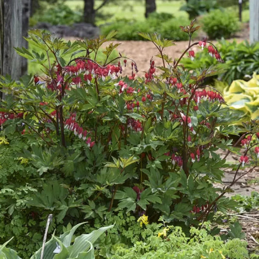 Green River 25 Maroon Bleeding Heart Seeds Premium Flower Seeds for Shade Gardens & Containers Climbing Perennial Heart Seed Flowers Butterfly Friendly Low Maintenance