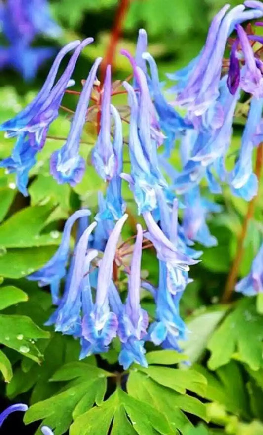 Green River 25 Ocean Bleeding Heart Seeds Premium Flower Seeds for Shade Gardens & Containers Climbing Perennial Heart Seed Flowers Butterfly Friendly Low Maintenance