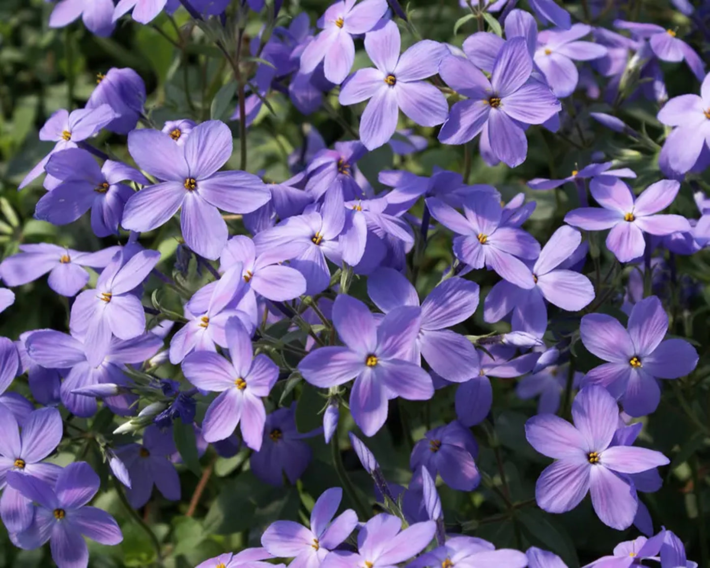 50 Sherwood Purple Phlox Seeds Flower Perennial Seed Flowers Butterfly 742