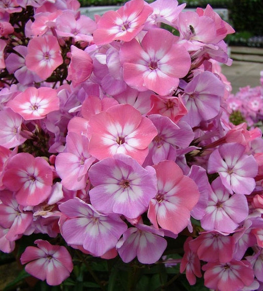 50 Pink Purple Phlox Seeds Flower Perennial Seed Flowers Butterfly 744