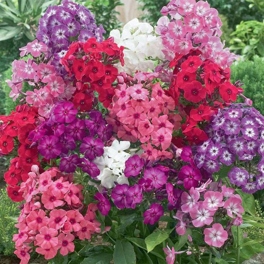 50 Pink white, Purple Phlox Seeds Flower Perennial Seed Flowers Butterfly 745