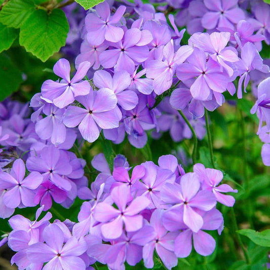 50 Blue Moon Phlox Seeds Flower Perennial Seed Flowers Butterfly 746