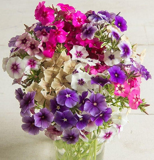 50 Mixed Colors Phlox Seeds Flower Perennial Seed Flowers Butterfly 751