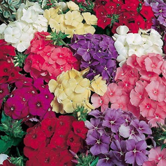 50 Dwarf Phlox Seeds Flower Perennial Seed Flowers Butterfly 752