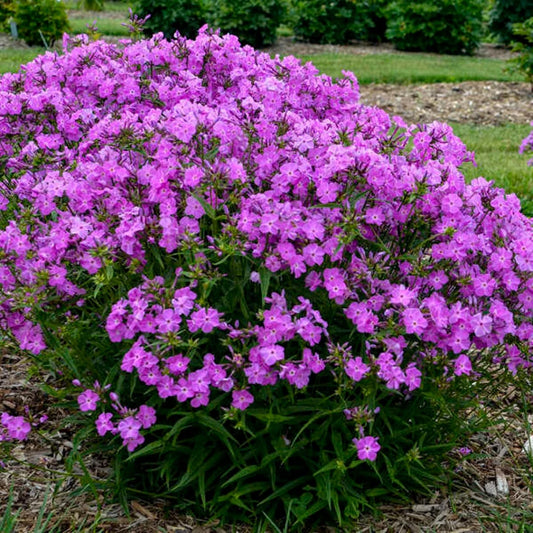 50 Romace Phlox Seeds Flower Perennial Seed Flowers Butterfly 754