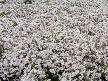 50 Creeping Moss Amazing Grace Phlox Seeds Flower Perennial Seed Flowers Butterfly 755
