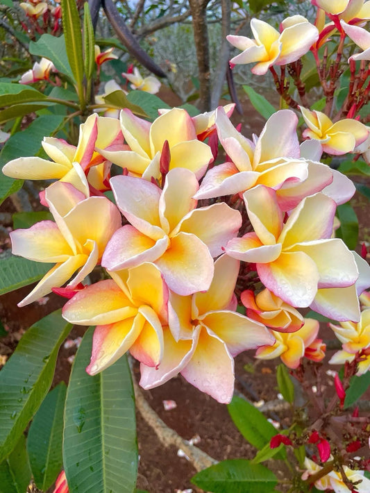 Green River 5 White Blush Yellow Plumeria Seeds - Flower Seed Pack, Premium Tropical Blooms, Fragrant Perennial Plants for Garden Charm, Ideal for Leis and Containers