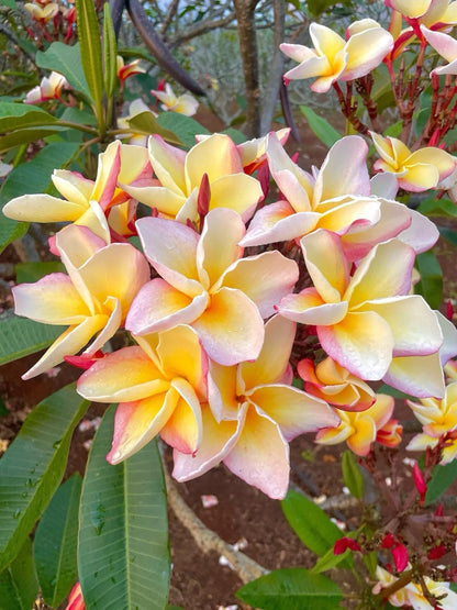 10 White Blush Yellow Plumeria Seeds Plants Flower Flowers Perennial Seed Tree 756