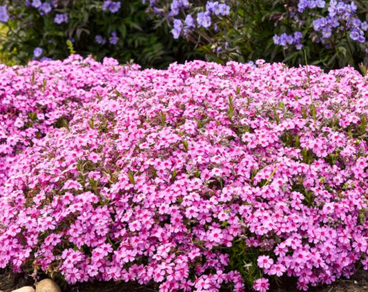 50 Caramba Phlox Seeds Flower Perennial Seed Flowers Butterfly 759