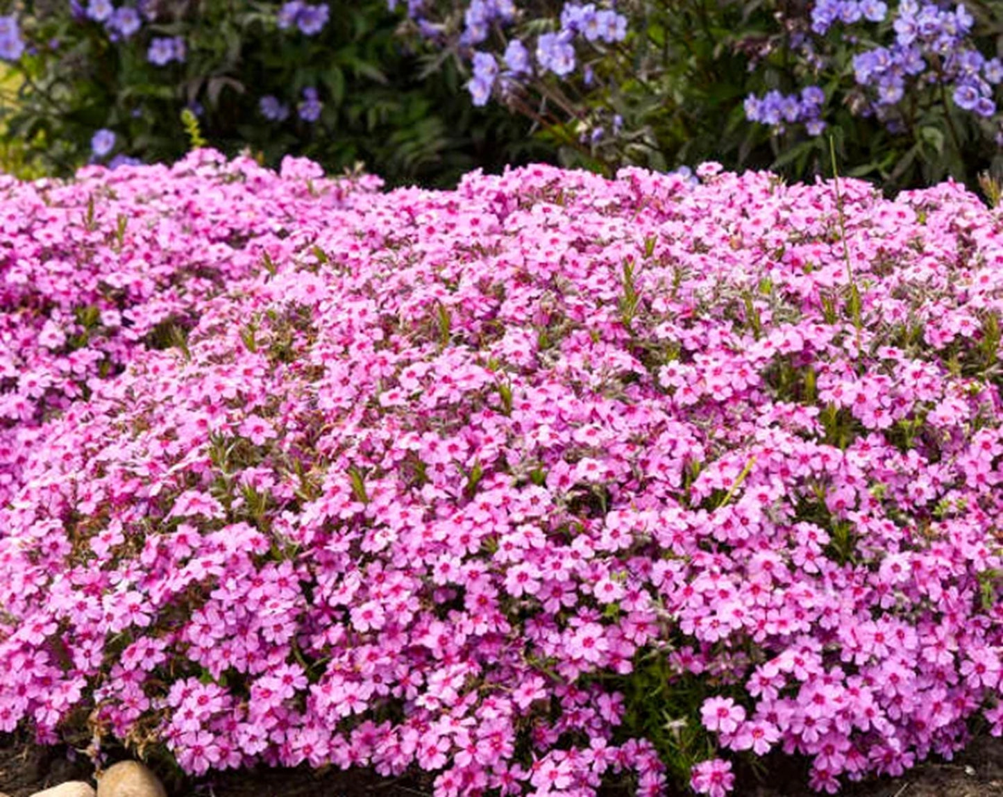 50 Caramba Phlox Seeds Flower Perennial Seed Flowers Butterfly 759