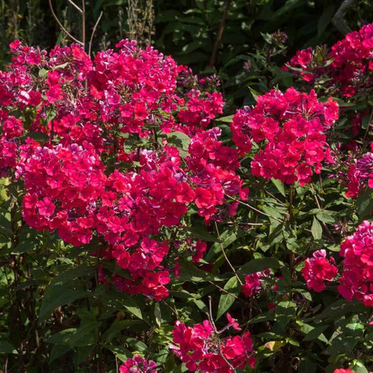 50 Crimson Red Phlox Seeds Flower Perennial Seed Flowers Butterfly 760
