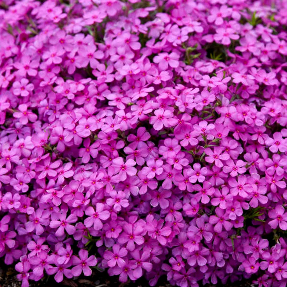 50 Ruby Riot Phlox Seeds Flower Perennial Seed Flowers Butterfly 761 ...
