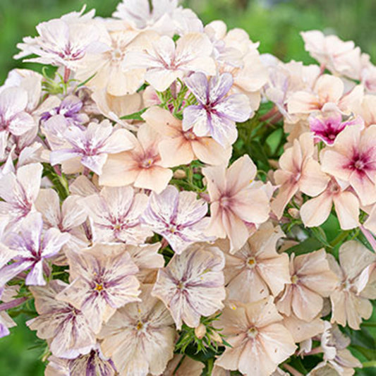 50 Creme Brulee Phlox Seeds Flower Perennial Seed Flowers Butterfly 763