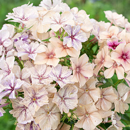 50 Creme Brulee Phlox Seeds Flower Perennial Seed Flowers Butterfly 763