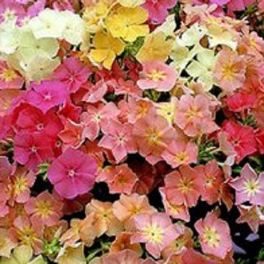 50 Coral Reef Mix Phlox Seeds Flower Perennial Seed Flowers Butterfly 764