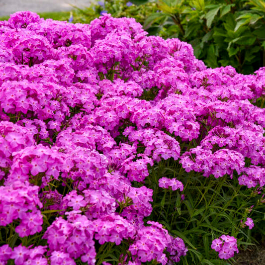 50 Ultra Pink Phlox Seeds Flower Perennial Seed Flowers Butterfly 769