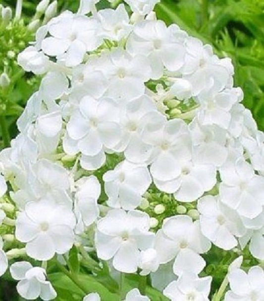 50 Pure White Phlox Seeds Flower Perennial Seed Flowers Butterfly 770
