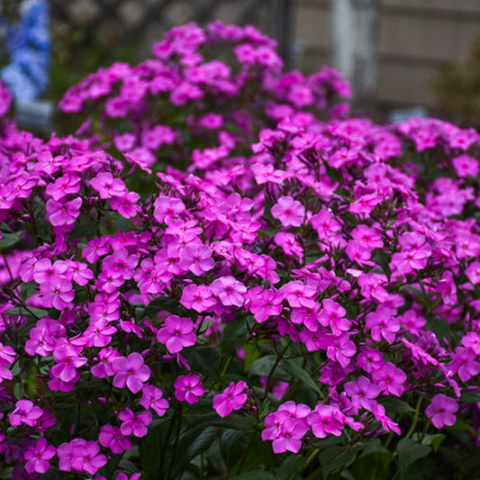 50 Cloudburst Phlox Seeds Flower Perennial Seed Flowers Butterfly 773