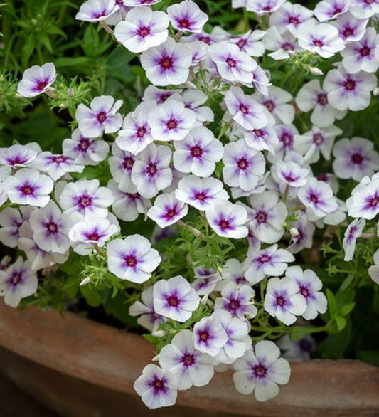 50 Dolly Sky Phlox Seeds Flower Perennial Seed Flowers Butterfly 775