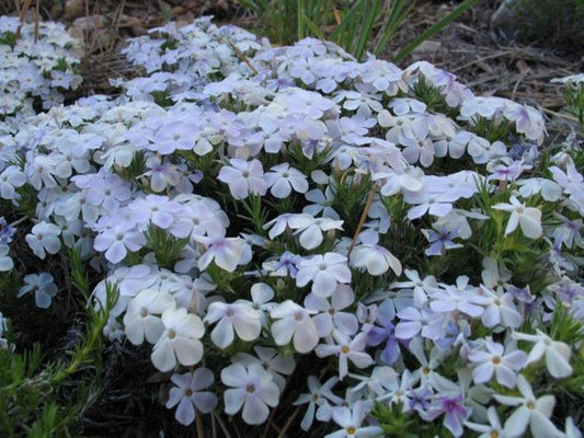 50 Mountain White Phlox Seeds Flower Perennial Seed Flowers Butterfly 776
