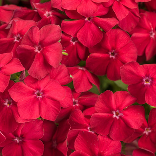 50 Red Hot Phlox Seeds Flower Perennial Seed Flowers Butterfly 779