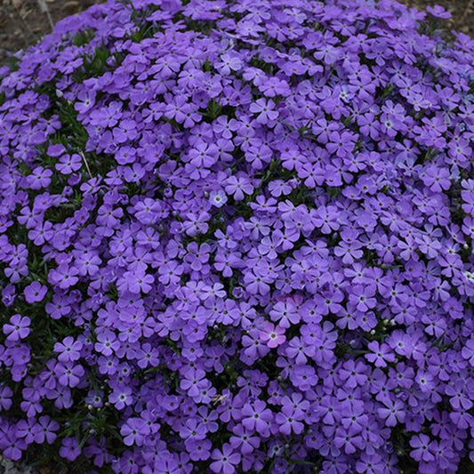 50 Crater Lake Phlox Seeds Flower Perennial Seed Flowers Butterfly 781